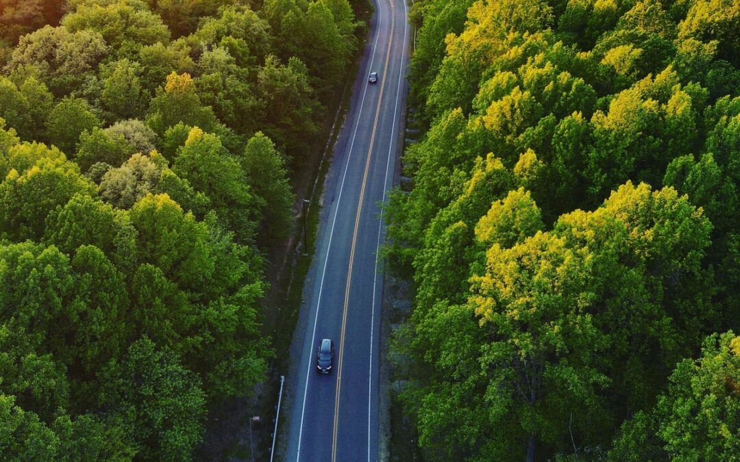 Un auto, un árbol: Alianza entre Dercocenter Aspillaga Hornauer y Fundación Reforestemos ha significado más de 8 mil ejemplares en bosques nativos