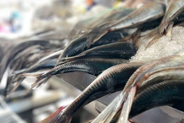 Moscas polinizadoras y harina de pescado: la apuesta del Terminal Pesquero por la economía circular