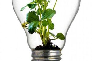 ampolleta y planta
