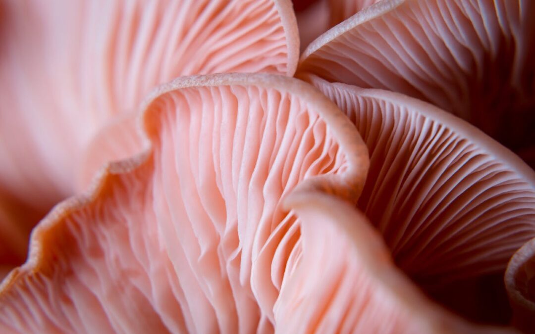 Estudiante de la PUCV desarrolla tecnología de paneles acústicos en base a hongos ostra y cartón