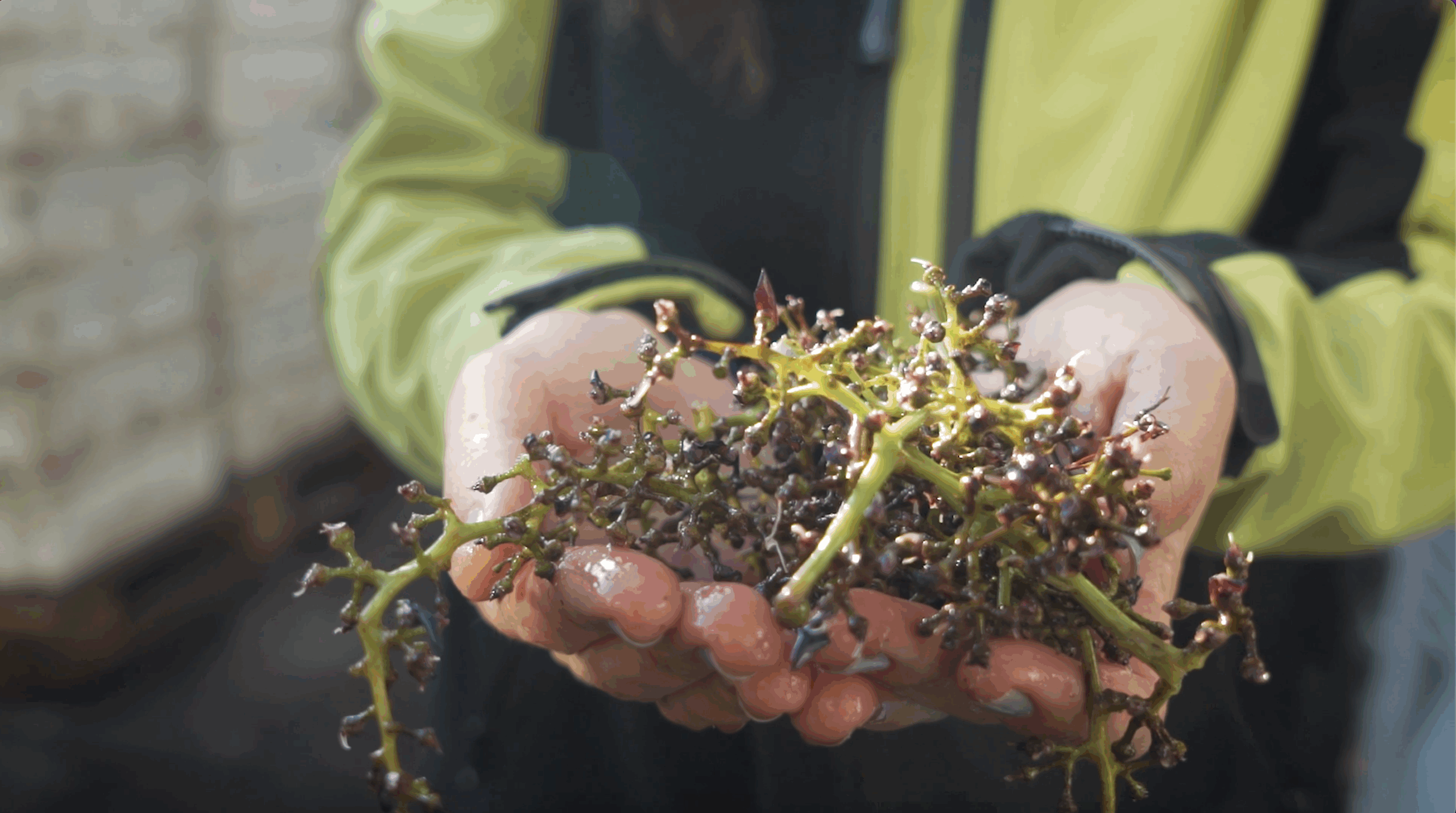 Residuos vino Residuos vino