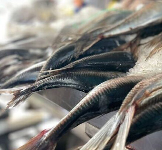 Moscas polinizadoras y harina de pescado: la apuesta del Terminal Pesquero por la economía circular